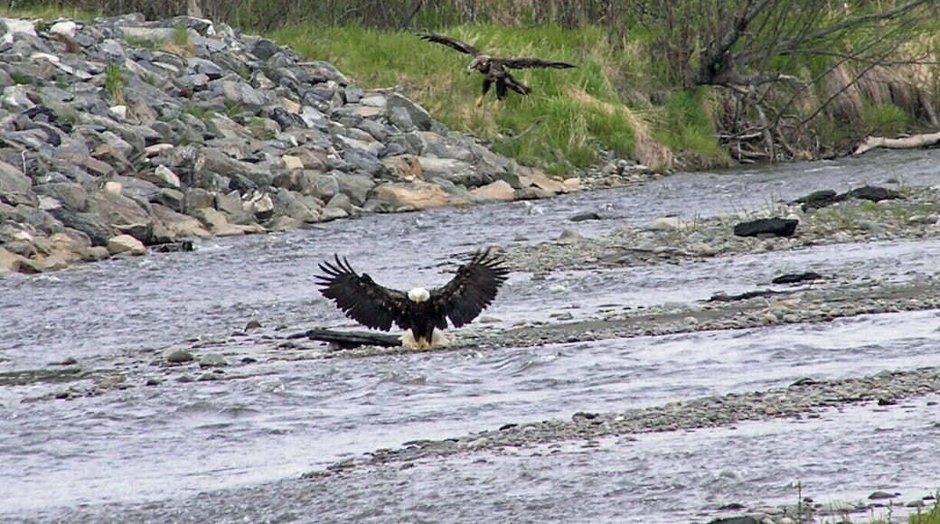 An eagle swoops in for dinner near Homer, Alaska.