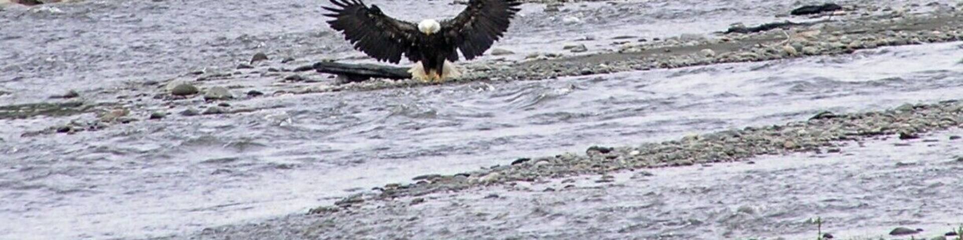 An eagle swoops in for dinner near Homer, Alaska.