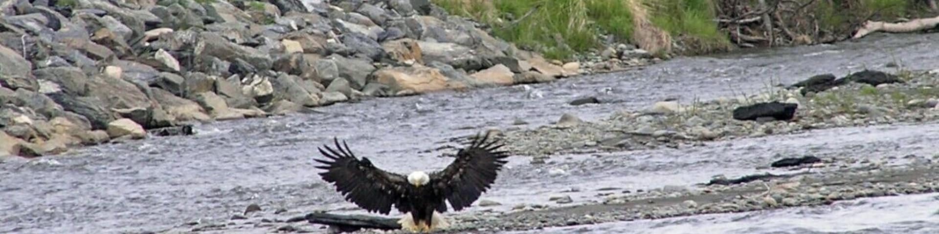 An eagle swoops in for dinner near Homer, Alaska.