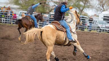 Cowboys roping at the Ranch Rodeo in Willacy County TX