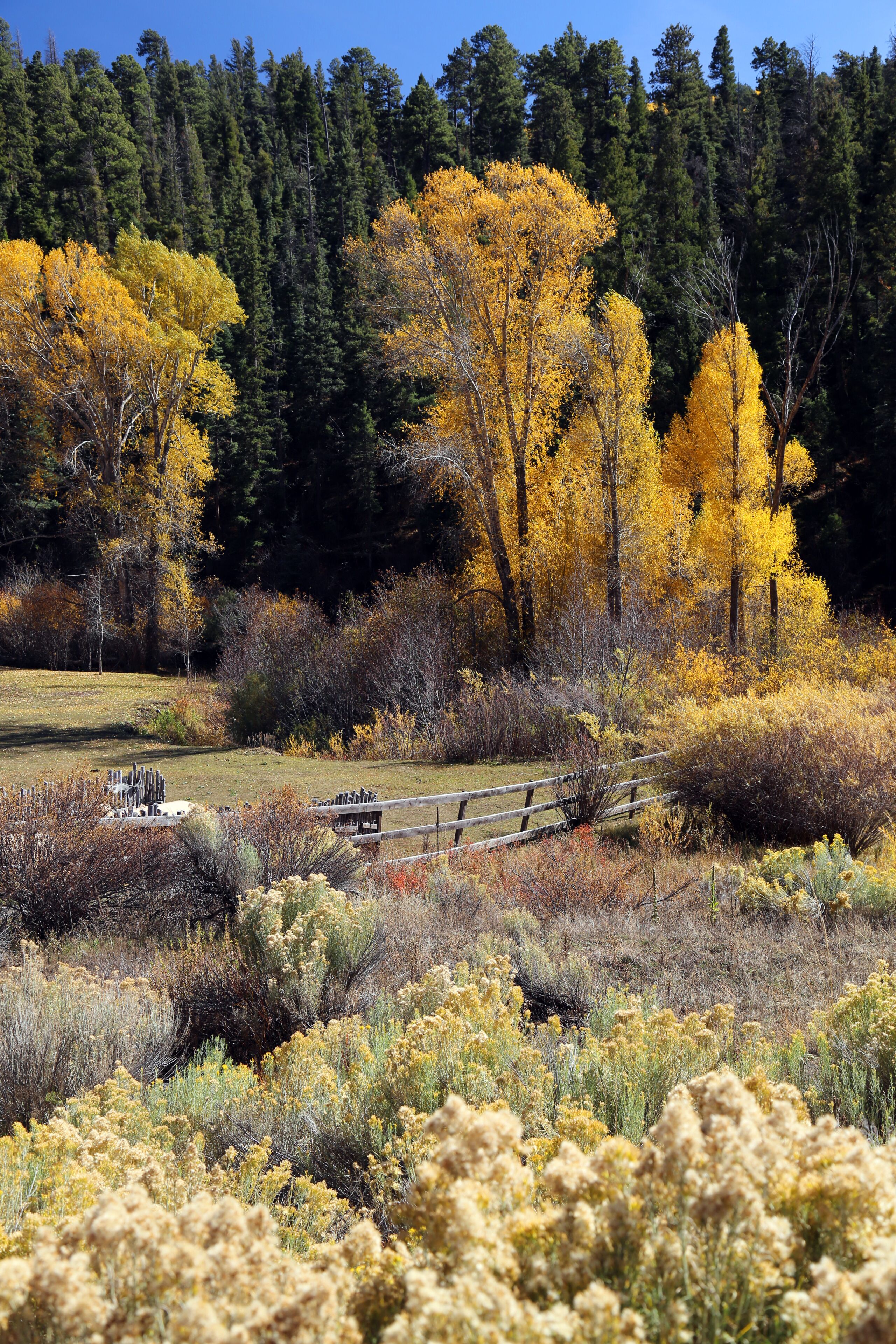 Fall in Taos