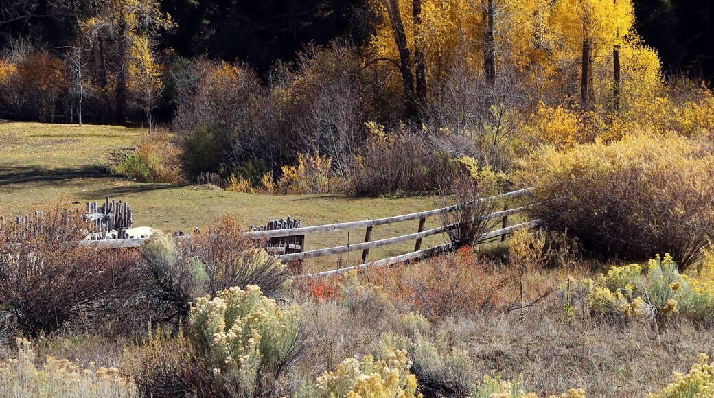 Fall in Taos