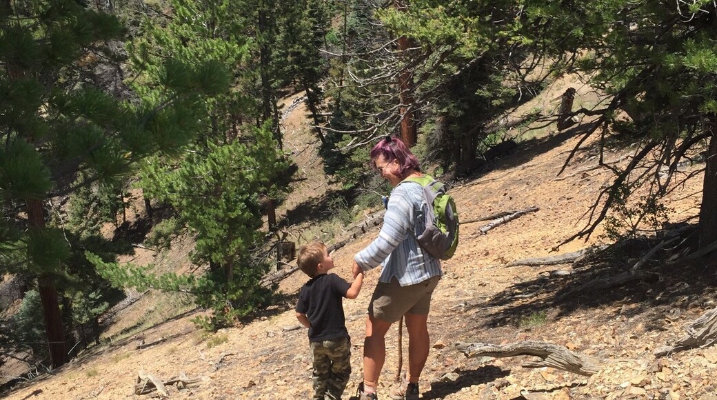 Took my 4 year old grandson on his first summit!