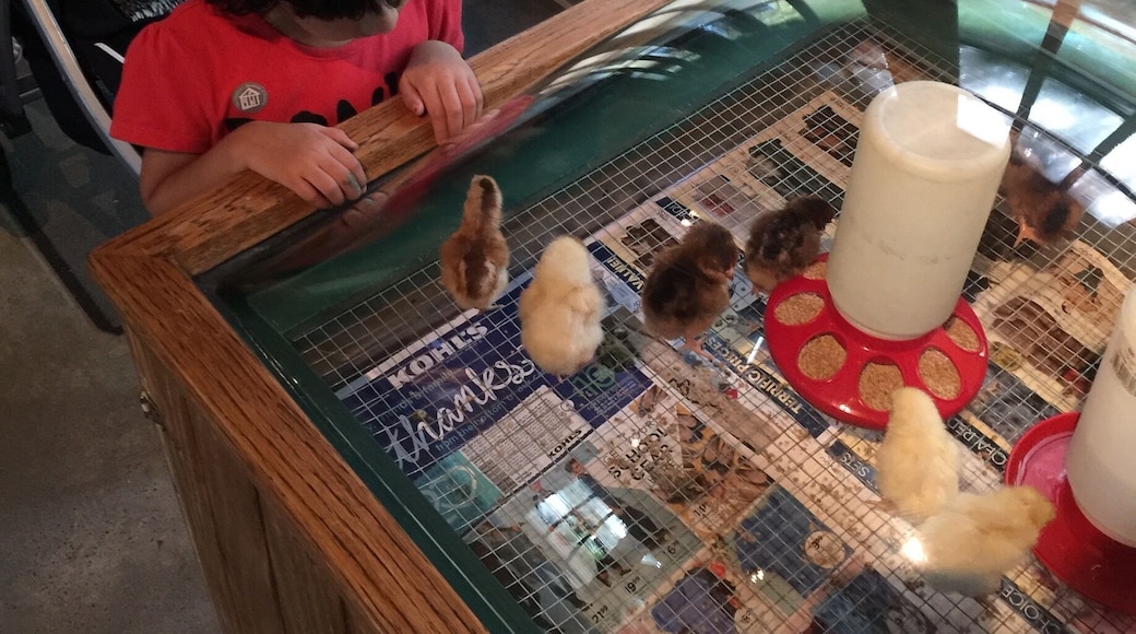 The most happening place for toddlers in houston