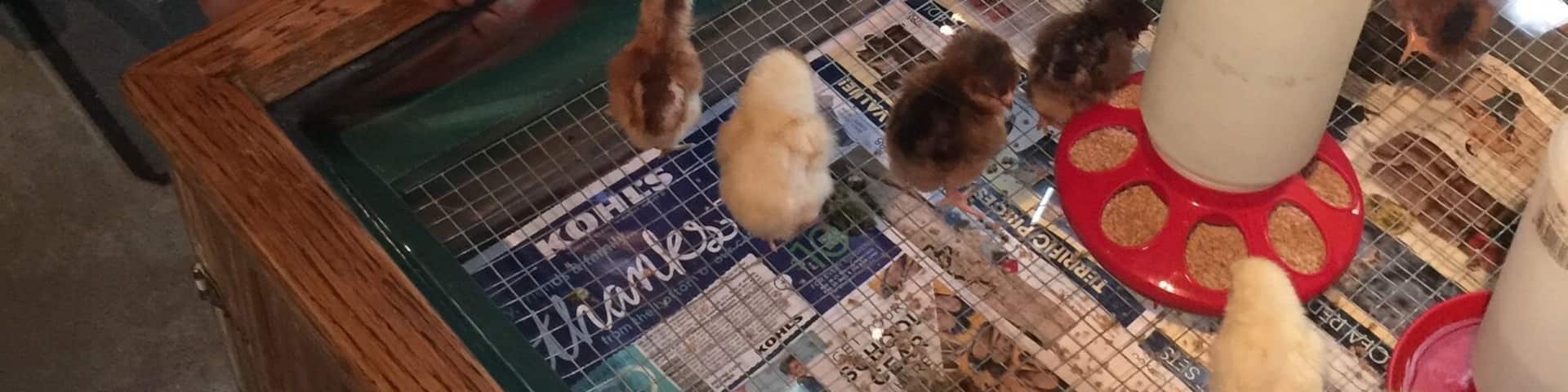 The most happening place for toddlers in houston