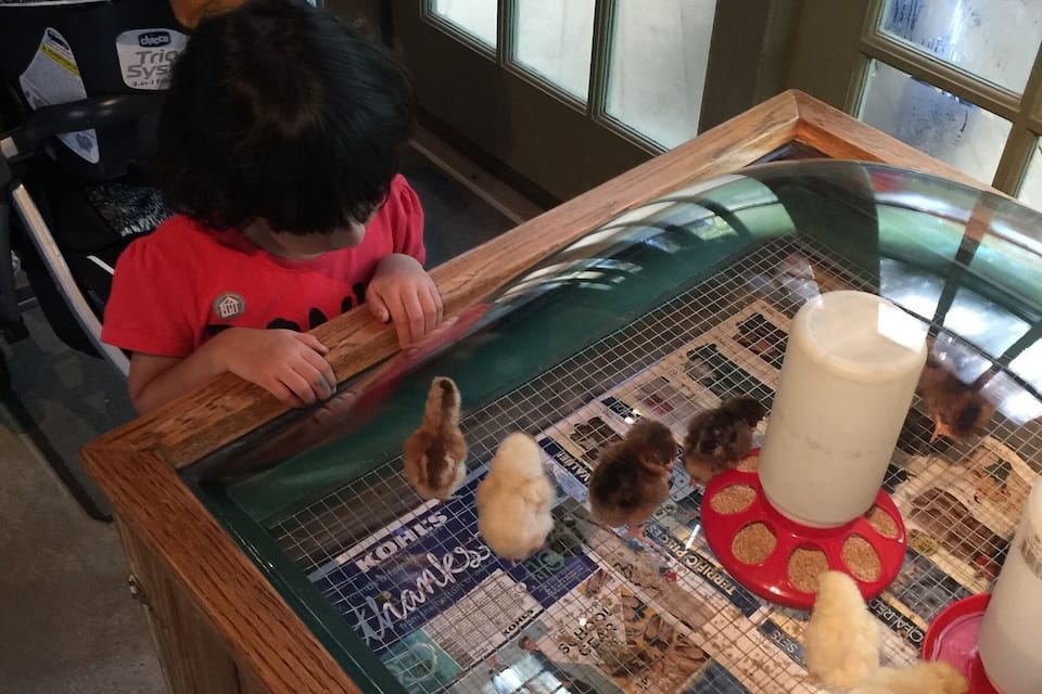A child interacting with chicks at a table with newspapers and a red feeder.