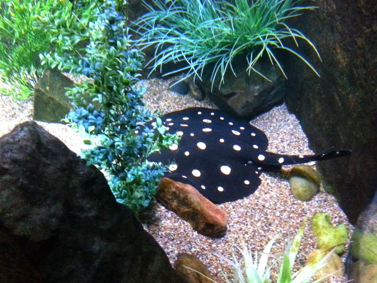 Spotted stinging at the Houston aquarium. 