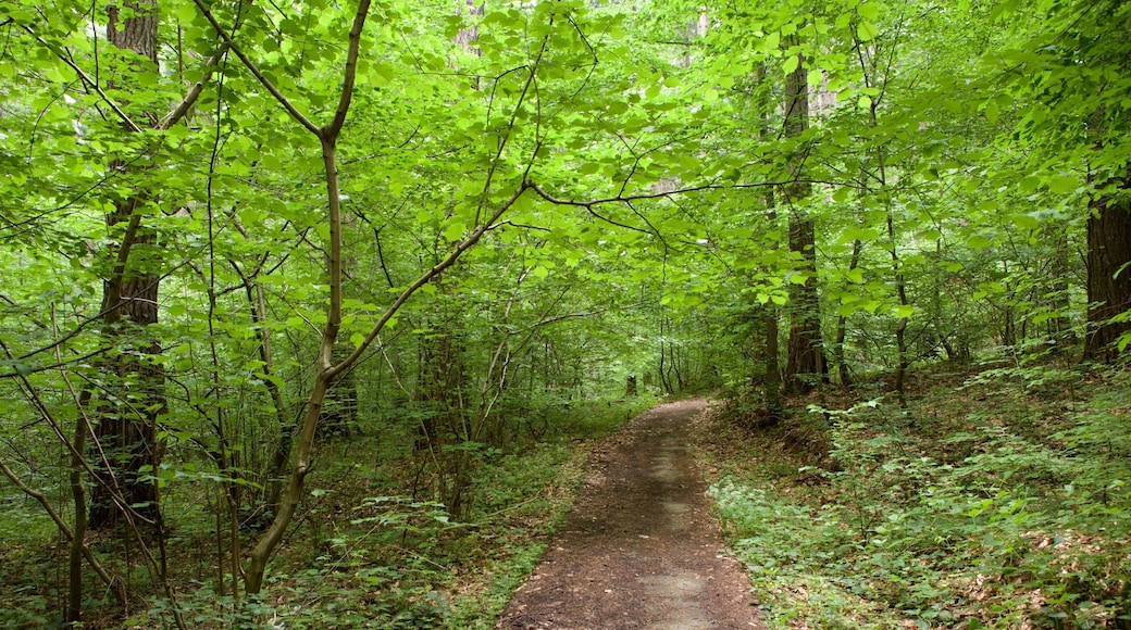 Romania showing forest scenes