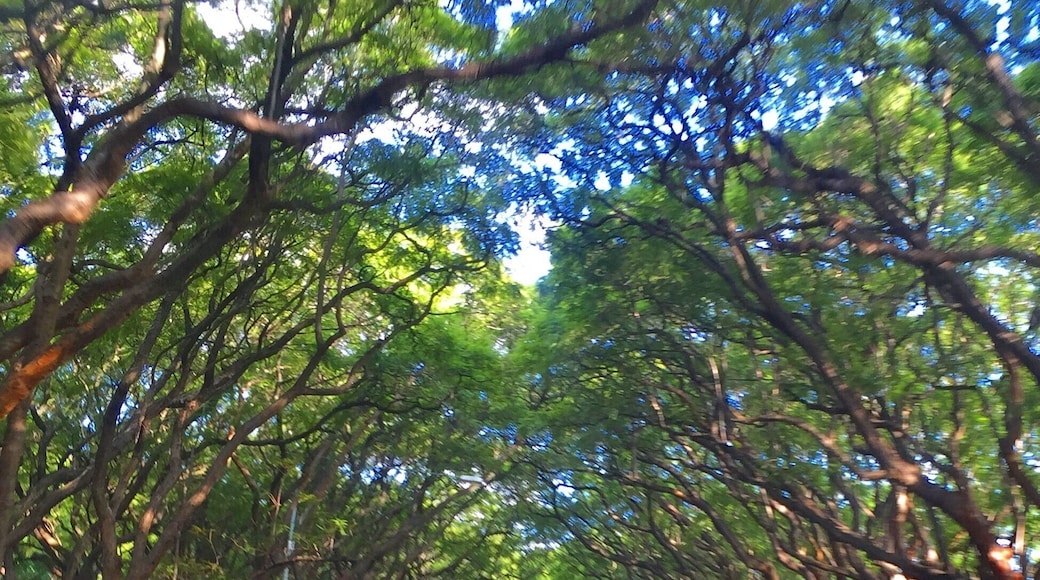 "Msasa" Trees, home to Zimbabwe.