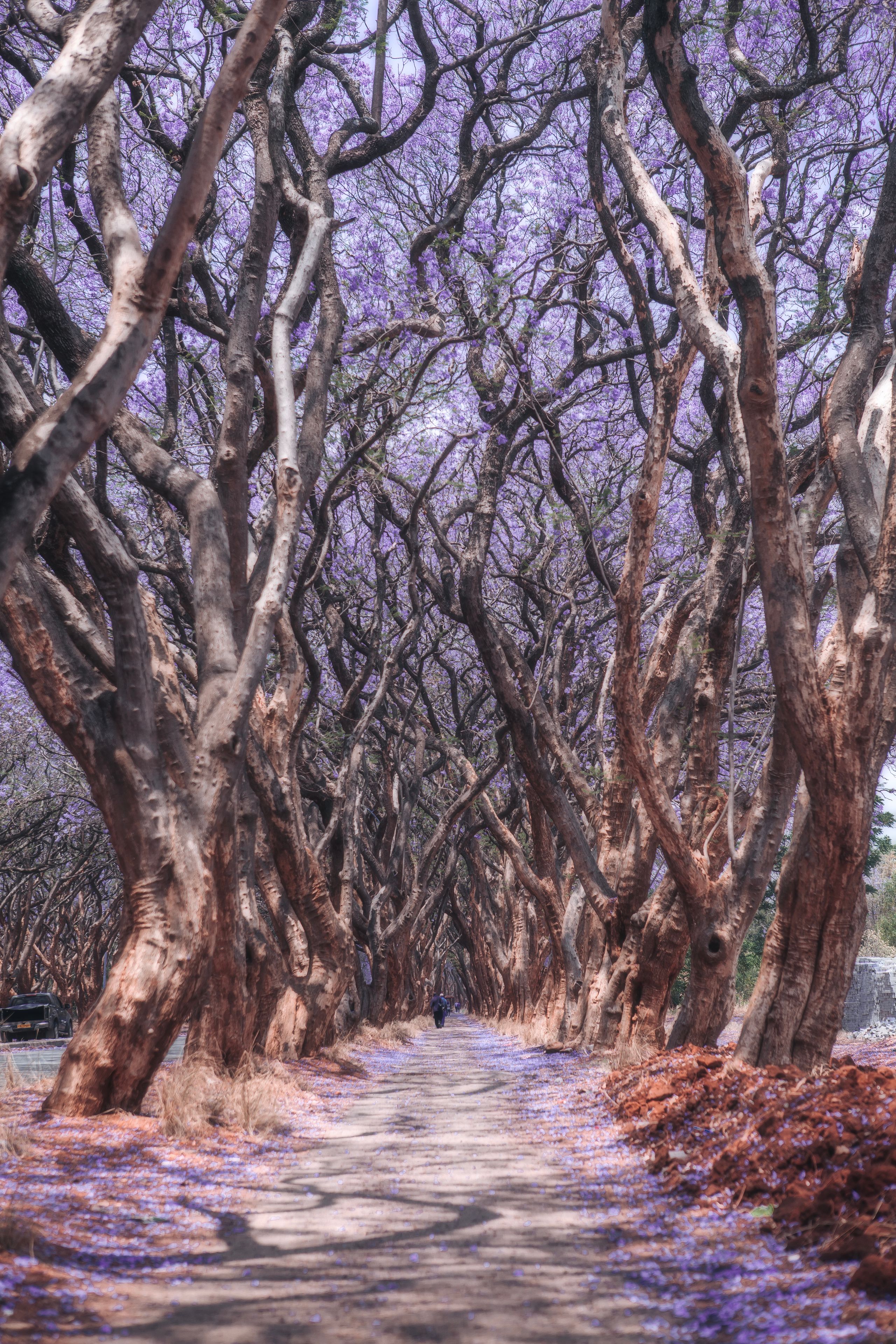 the jacaranda in Harare,  Zimbabwe
