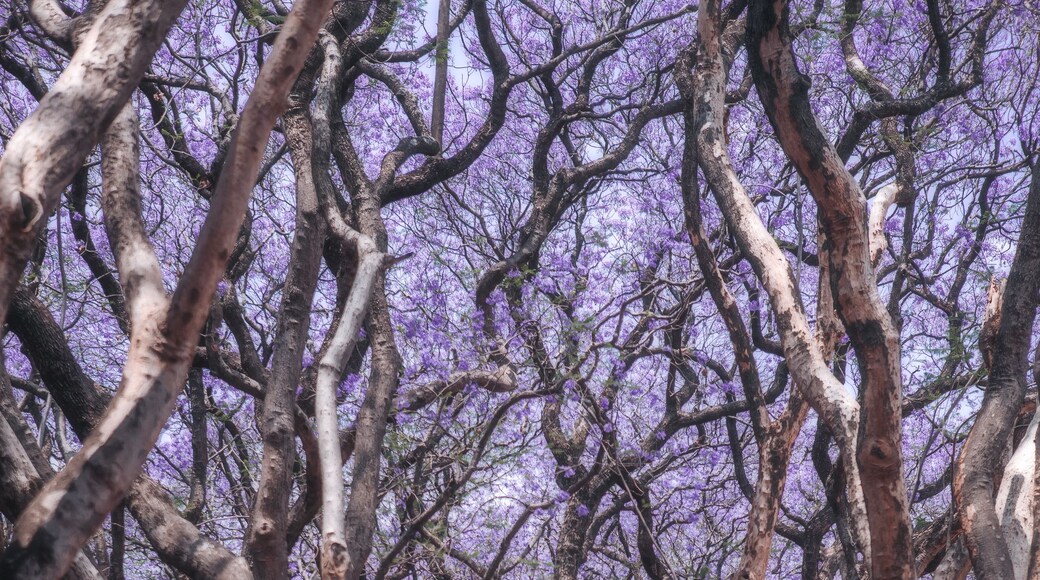 the jacaranda in Harare, Zimbabwe