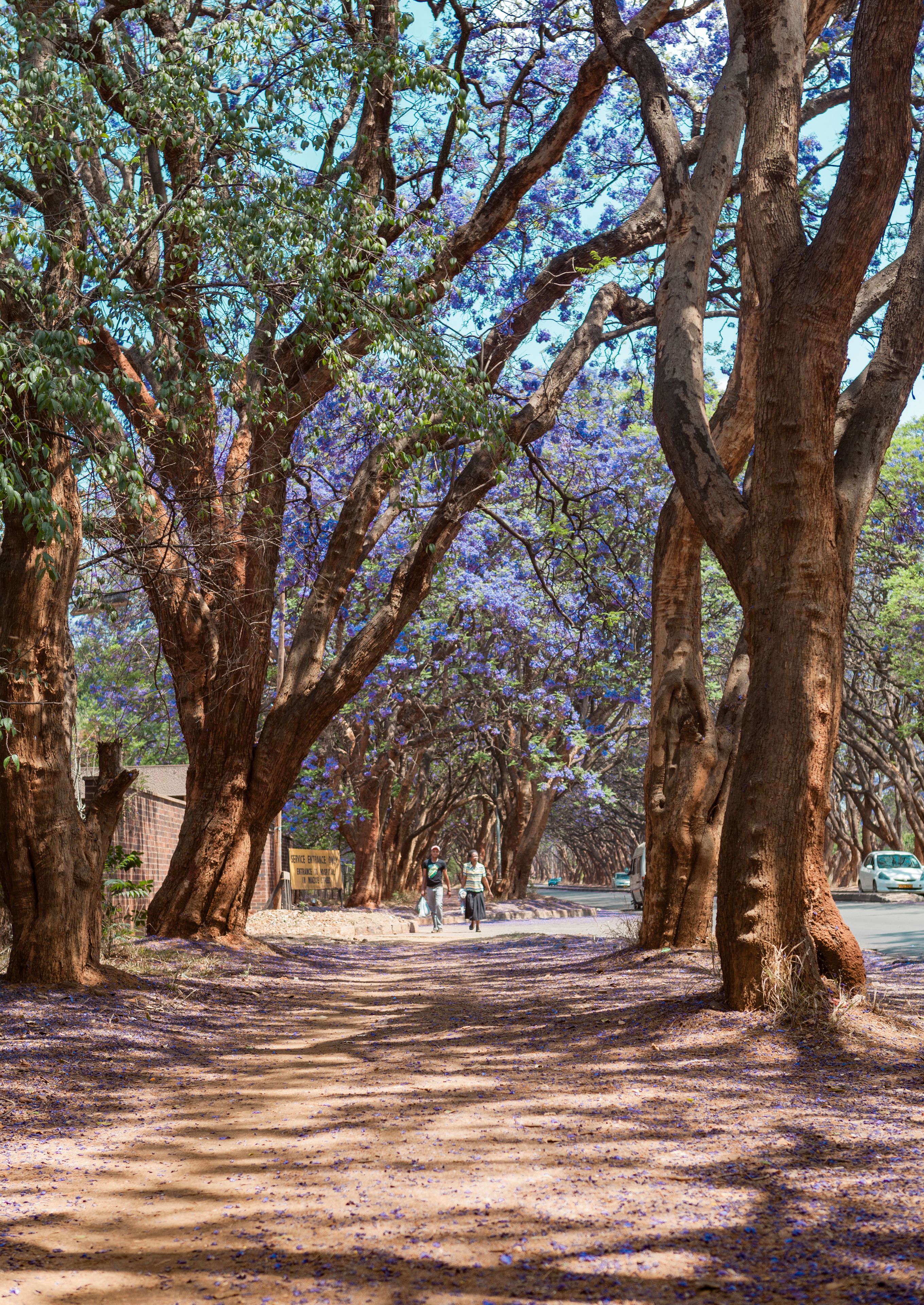 the jacaranda avenue at Harare, Zimbabwe