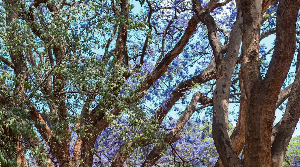the jacaranda avenue at Harare, Zimbabwe