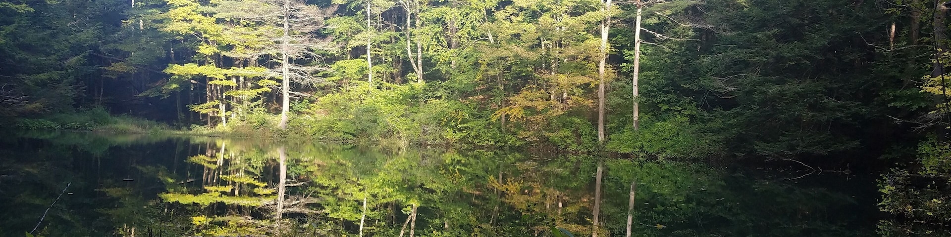 Mirror pond on the Burkbank trail