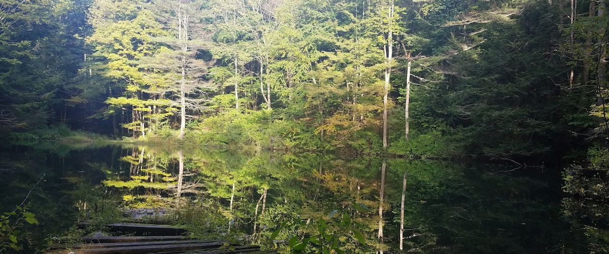 A forested area with a calm lake and a wooden bridge.