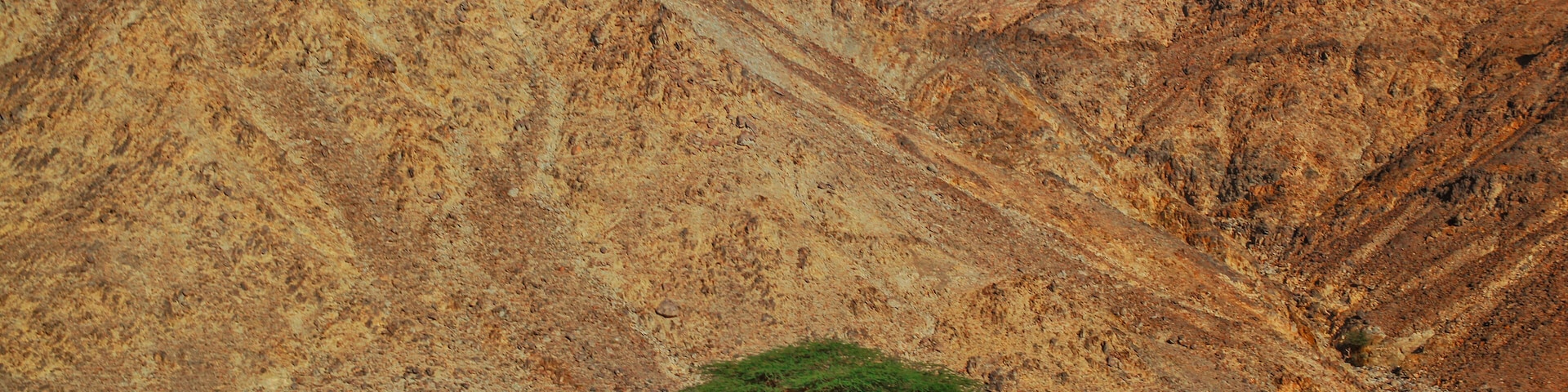 Lone tree