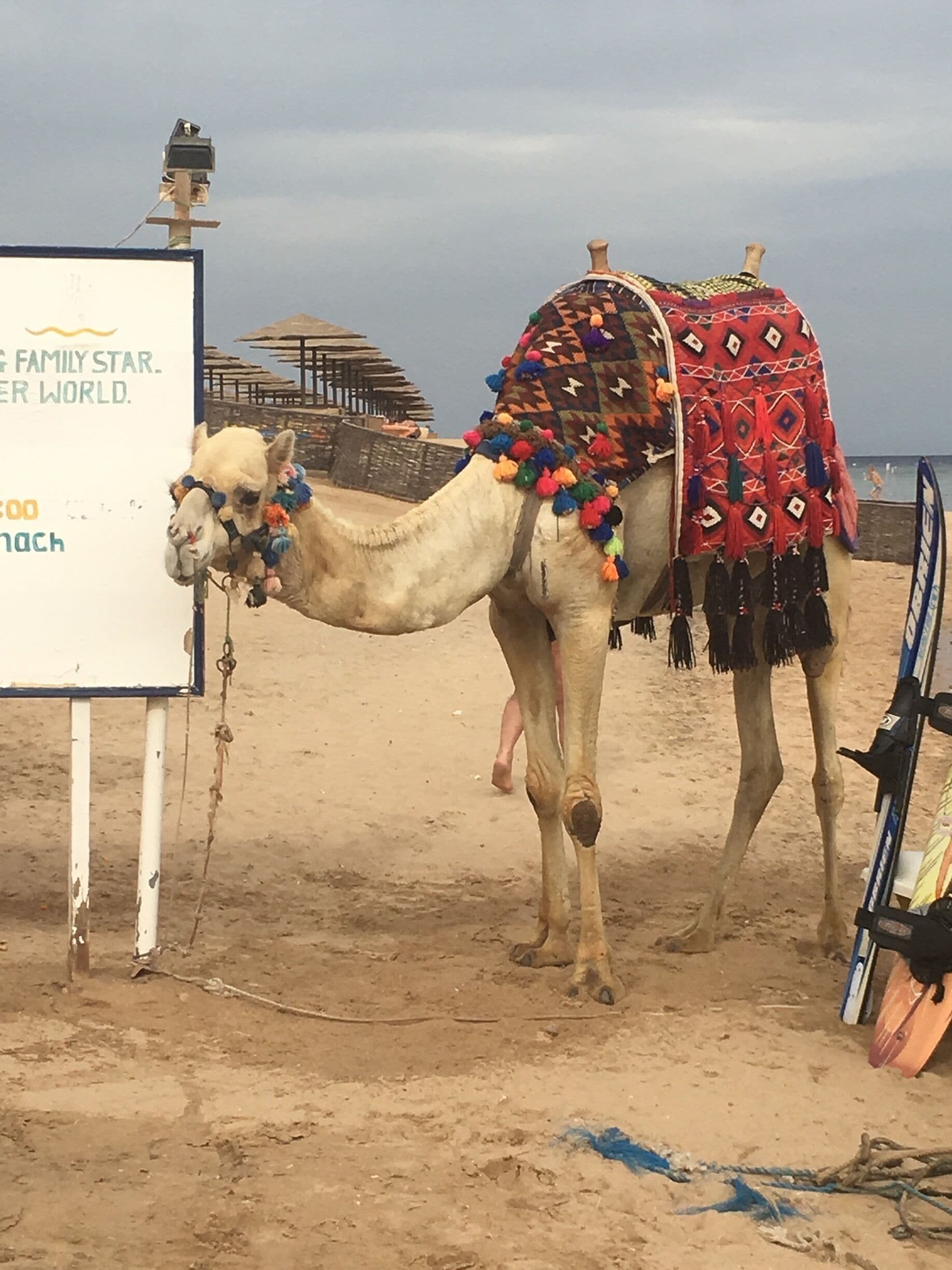 Mine first camel in Hugharda   