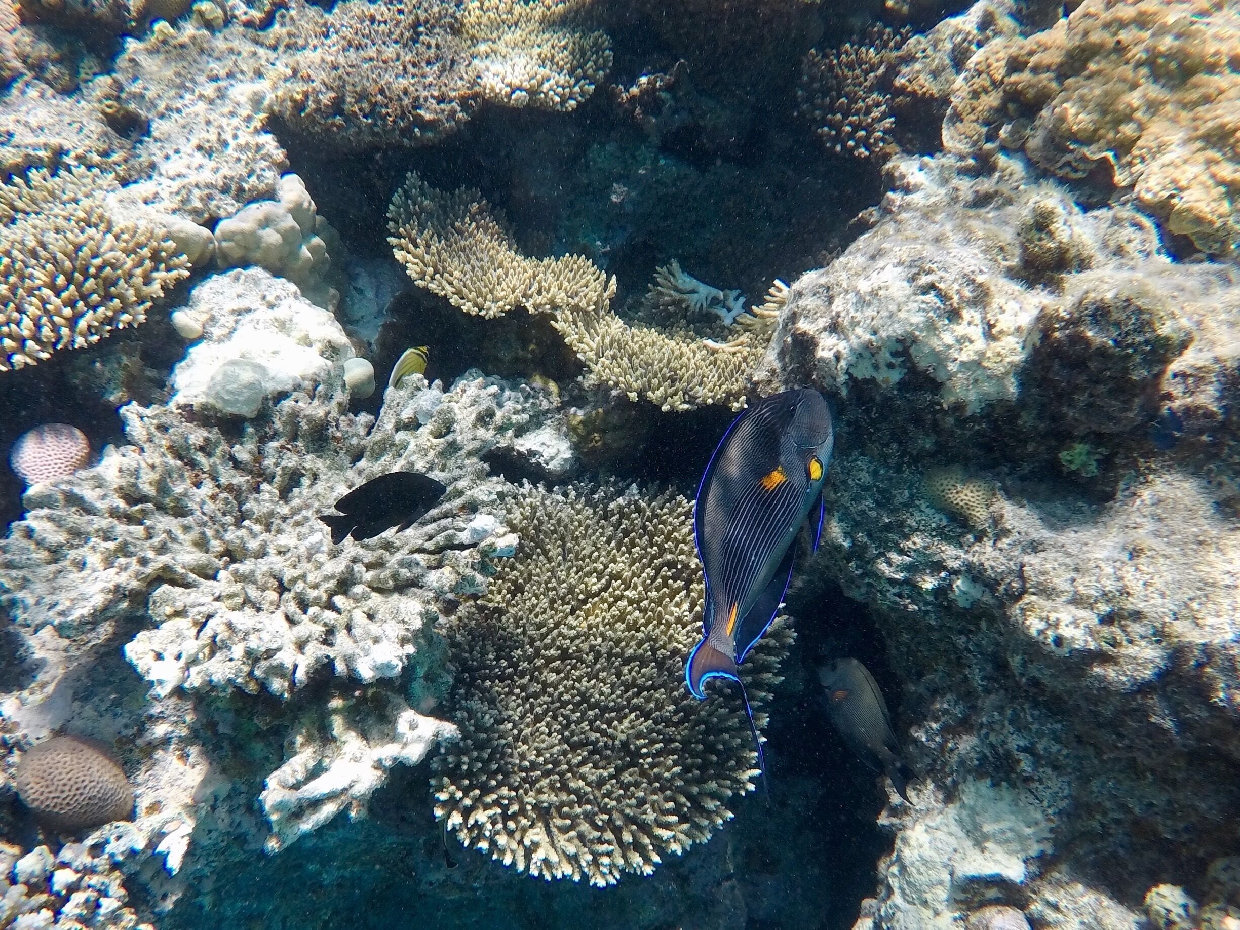 Snorkeling on the Red Sea is amazing. 
