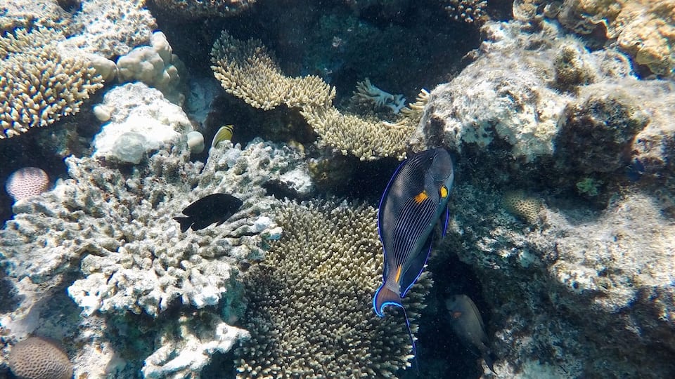 Snorkeling on the Red Sea is amazing.