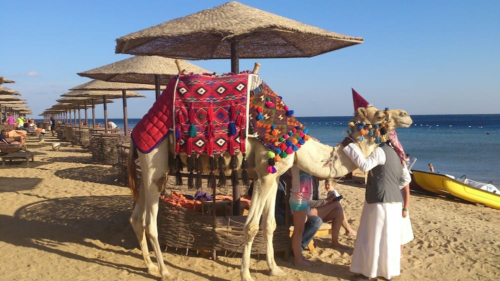 Camel riding near the Red Sea #LifeAtExpedia