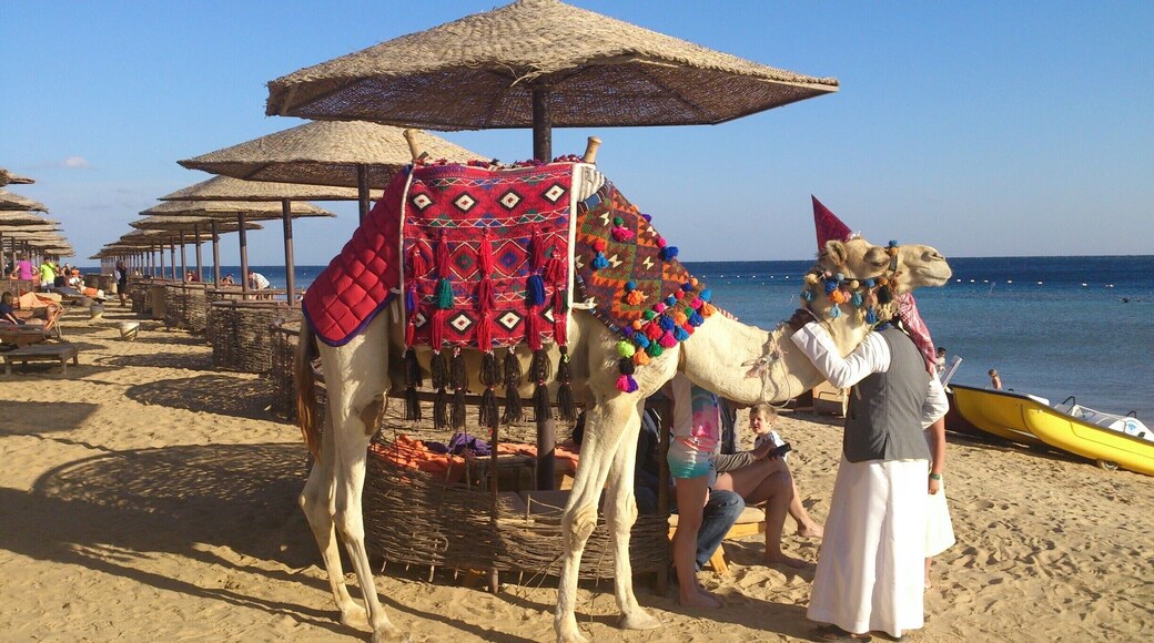 Camel riding near the Red Sea #LifeAtExpedia