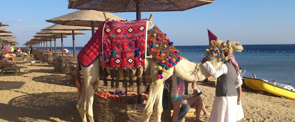 Camel riding near the Red Sea #LifeAtExpedia