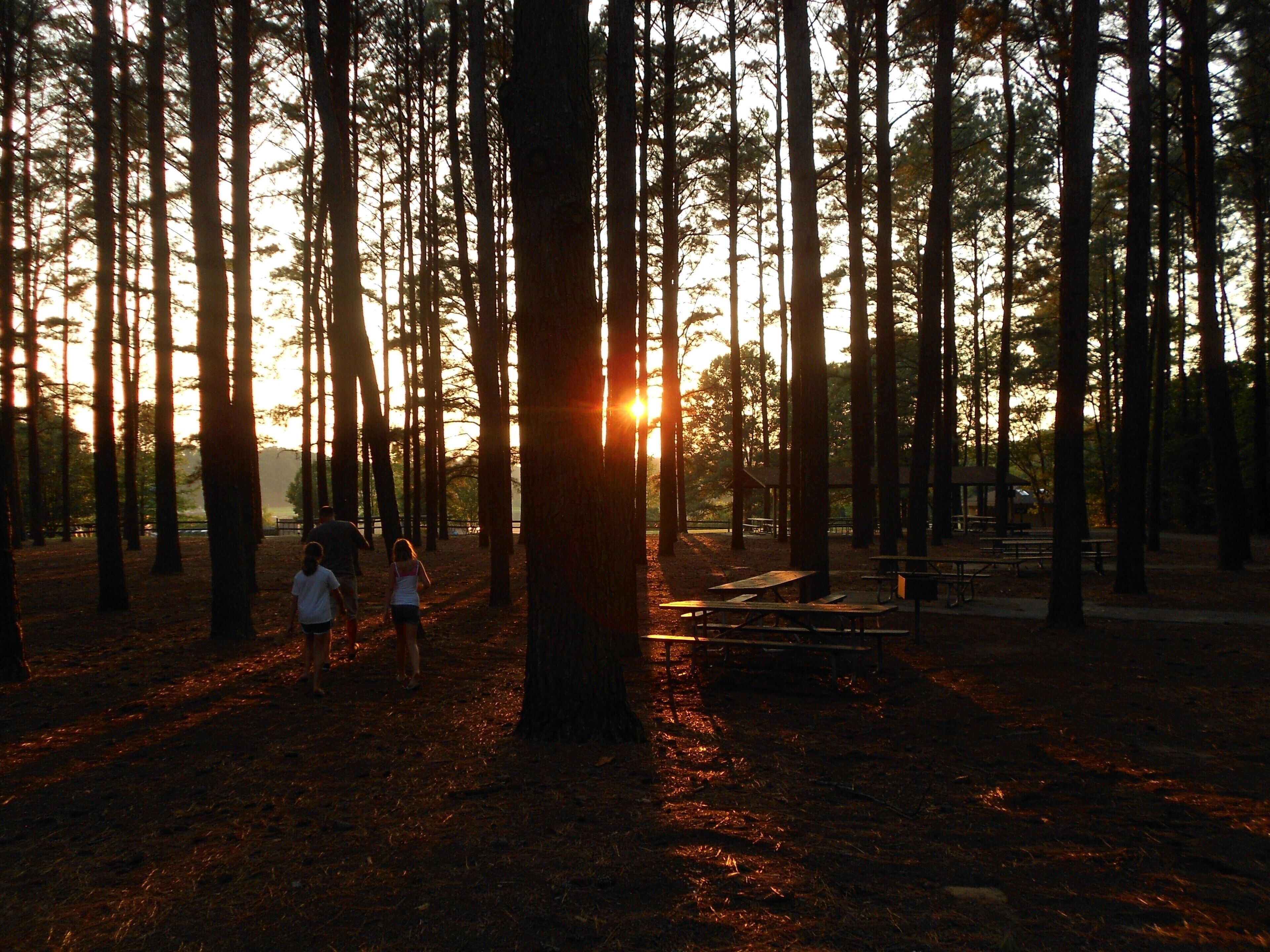 A forest with tall trees and a sunset in the background.