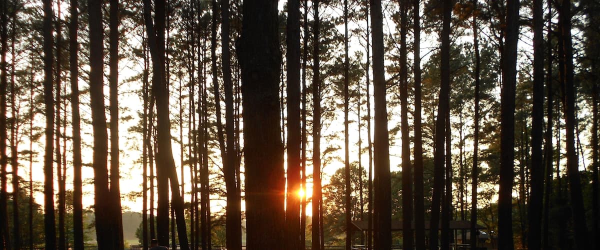 A forest with tall trees and a sunset in the background.