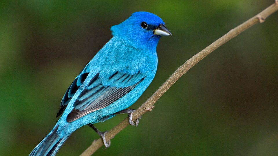 A blue bird perched on a branch.