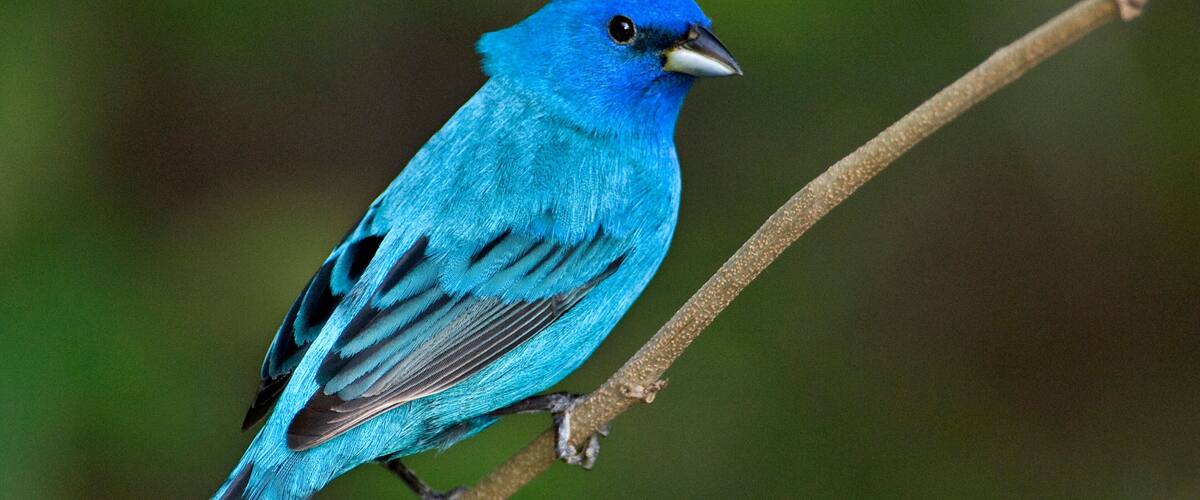 USA, Texas, South Padre Island. Portrait of indigo bunting male on branch.