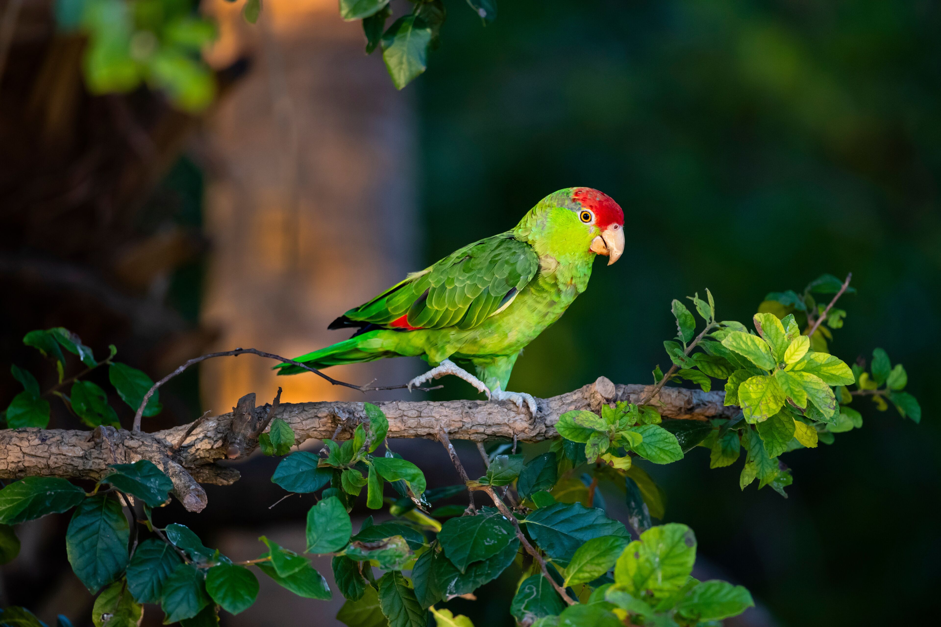USA, Texas, Cameron County. Red-crowned parrot in anaqua tree