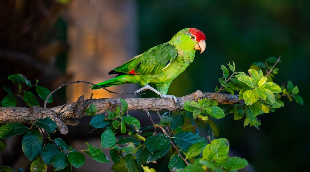 USA, Texas, Cameron County. Red-crowned parrot in anaqua tree