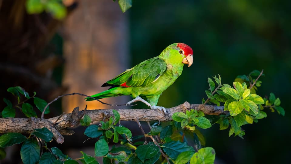 A parrot perched on a branch with green leaves.