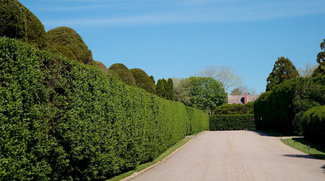 East Hampton featuring puutarha