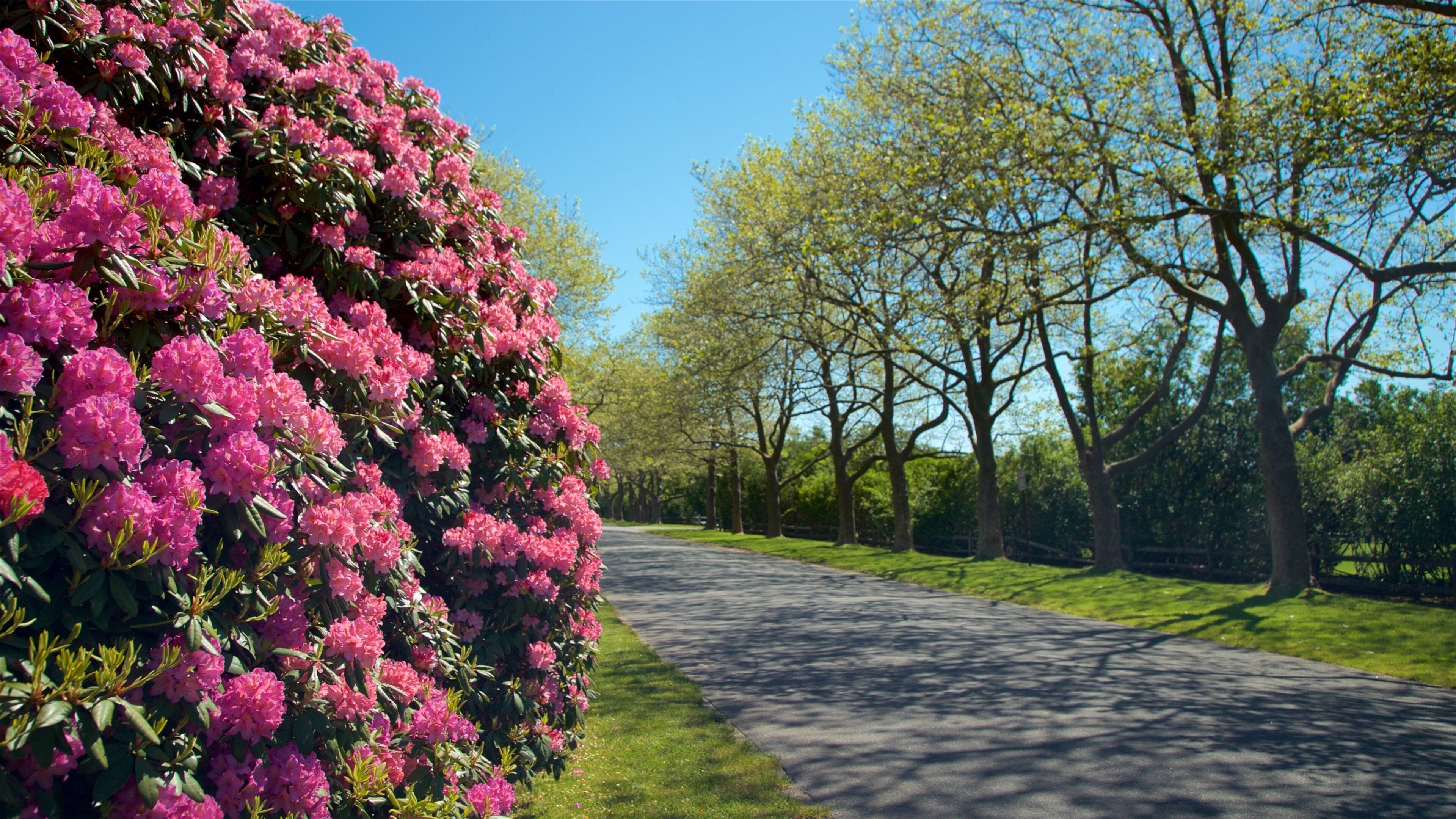 East Hampton mostrando un parque y flores