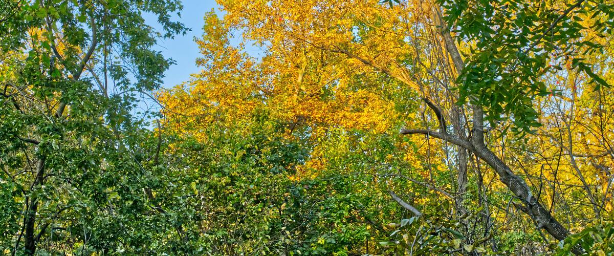 autumn leaves in Rosedale Baltimore Maryland