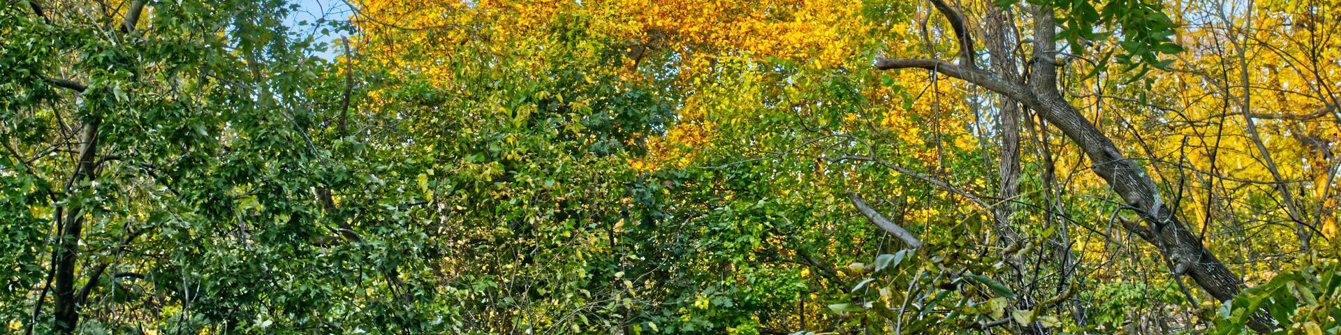 autumn leaves in Rosedale Baltimore Maryland