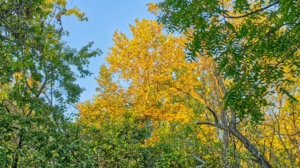 A dense forest with autumn foliage, including yellow and green leaves.