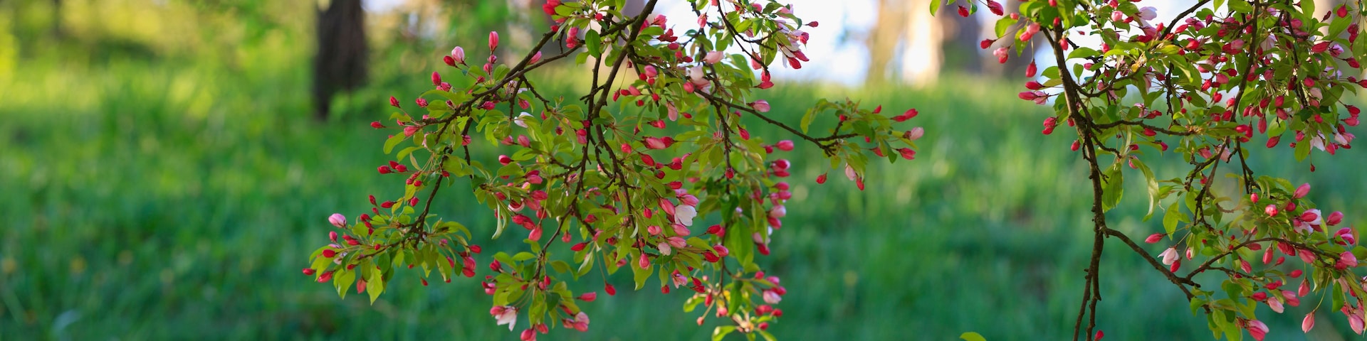 Una rama con flores rosadas y hojas verdes sobre un fondo verde desenfocado.