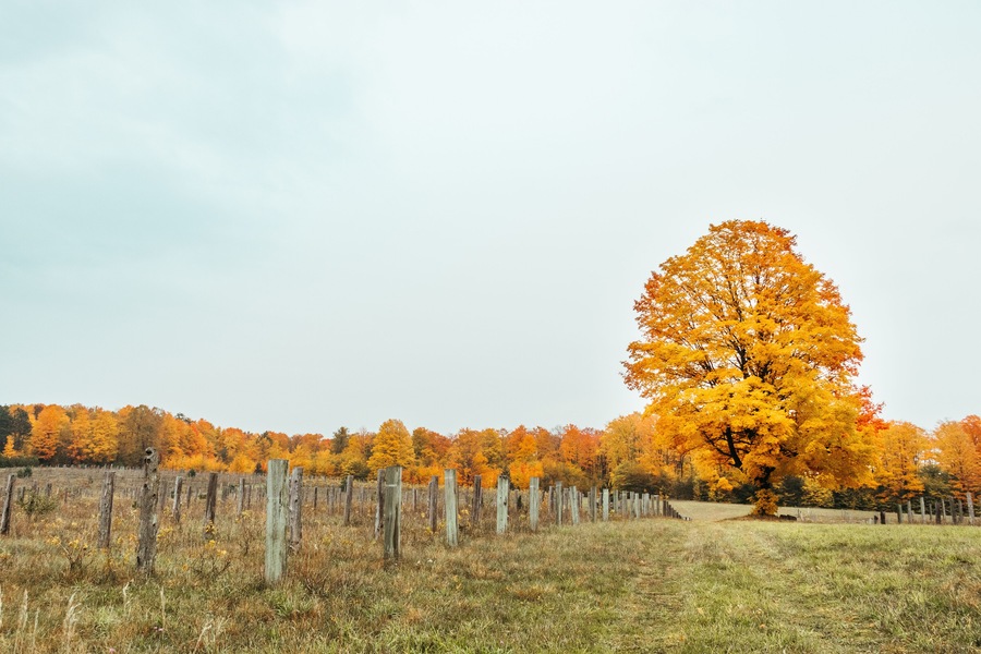 Autumn Leaves and Glowing Tree in Northern Michigan