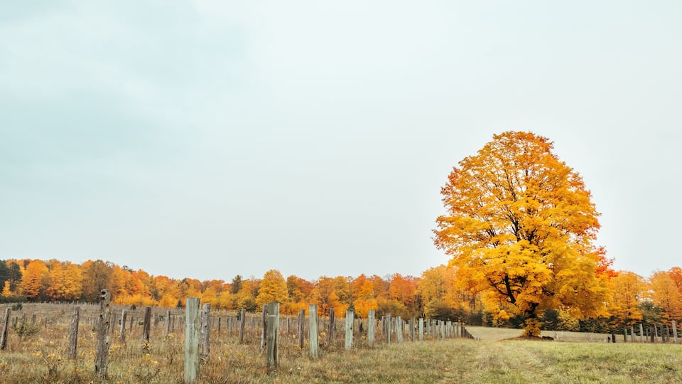 A field with a wooden fence and a large tree with yellow leaves.