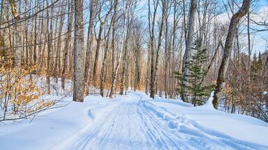 A snow-covered path through a forest with bare trees and a clear sky.