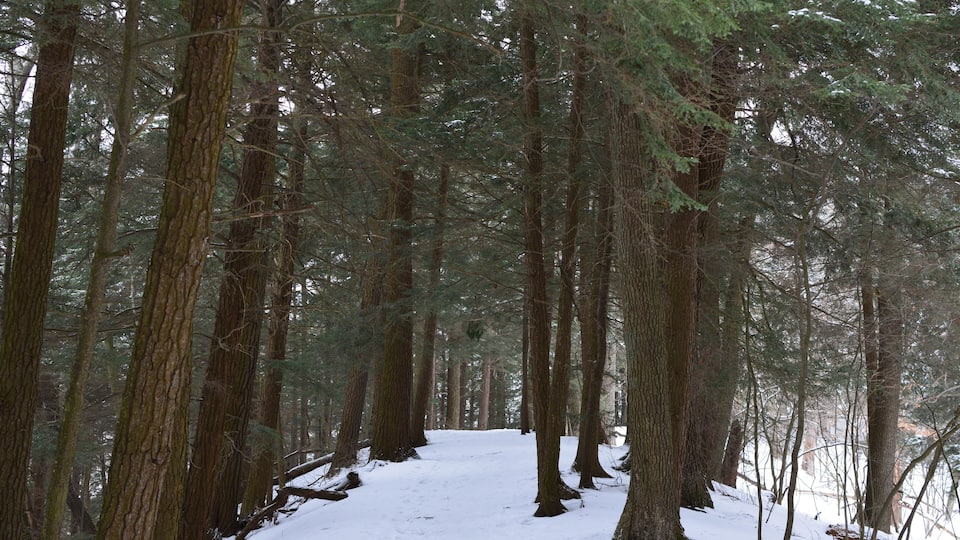 A snow-covered forest path surrounded by tall trees.