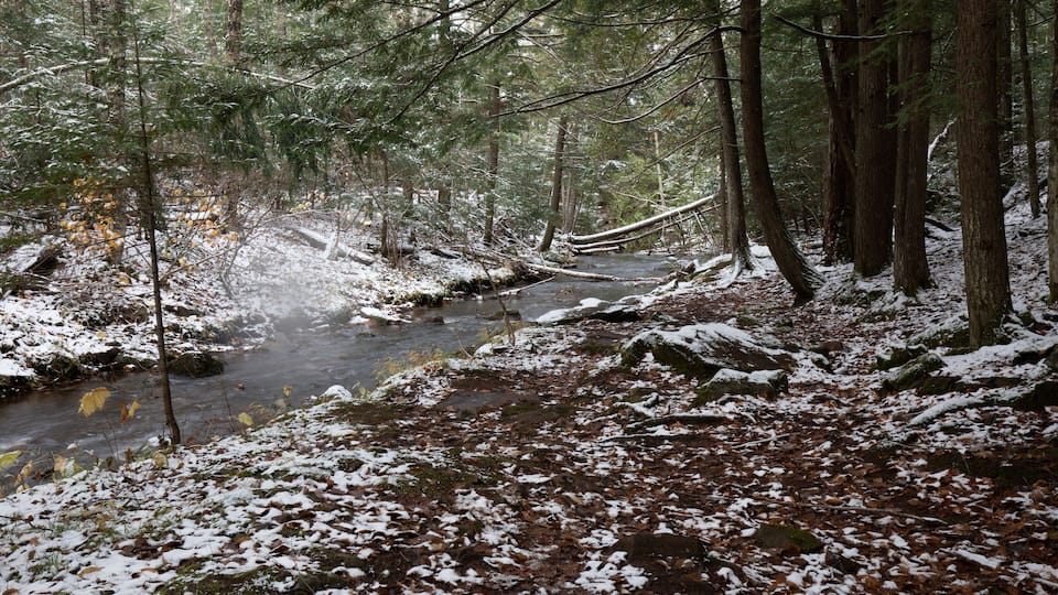 A forest with a snow-covered stream and fallen leaves.