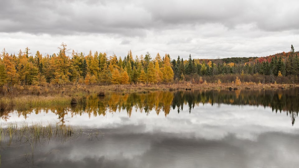 A calm lake reflecting trees with autumn foliage, surrounded by a forest.