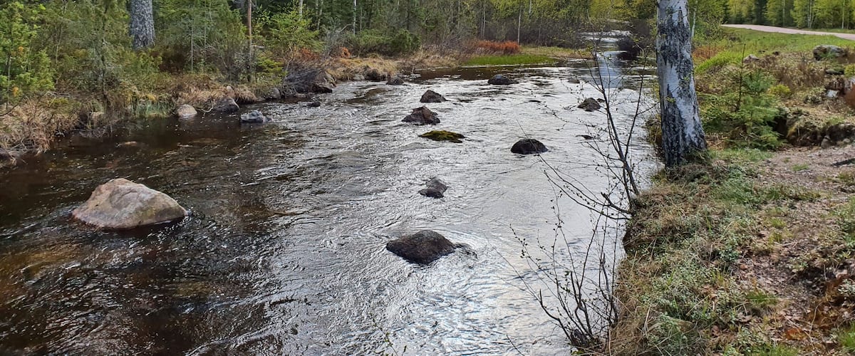 A river with rocks, surrounded by trees and a clear sky.