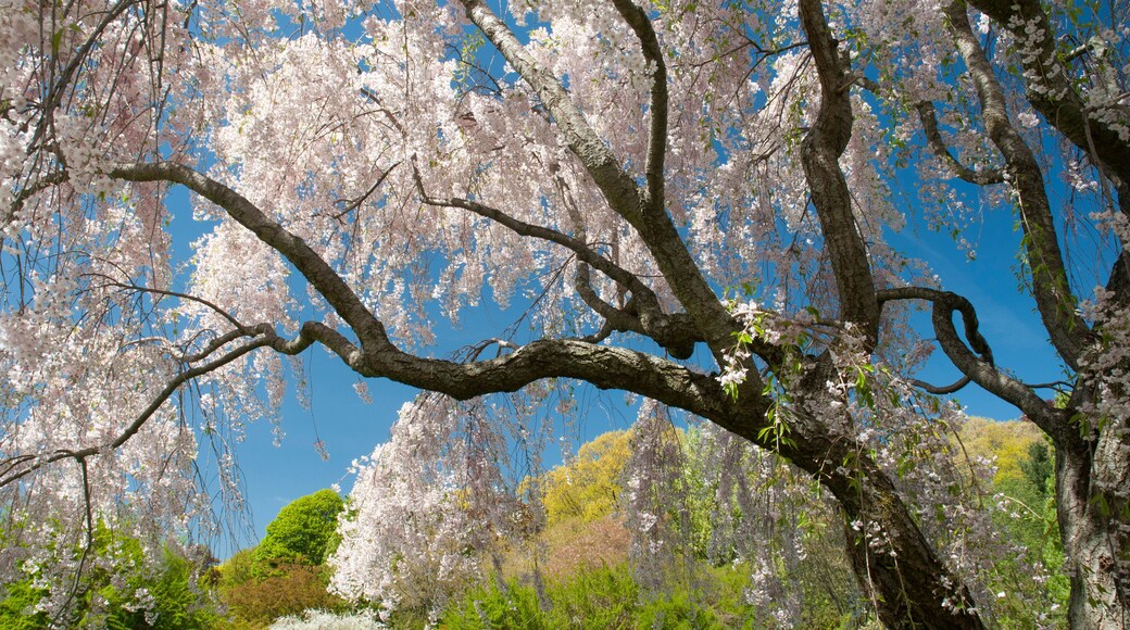 A scenic spring landscape with a weeping Higan cherry tree, Prunus subhirtella var. pendula, in bloom; Arnold Arboretum, Jamaica Plain, Massachusetts.