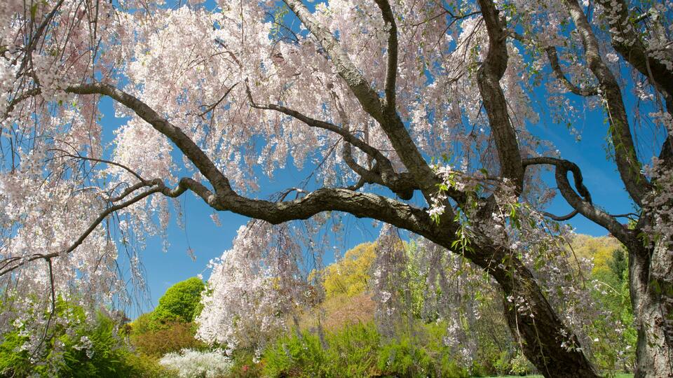 A cherry blossom tree with branches extending across the frame.