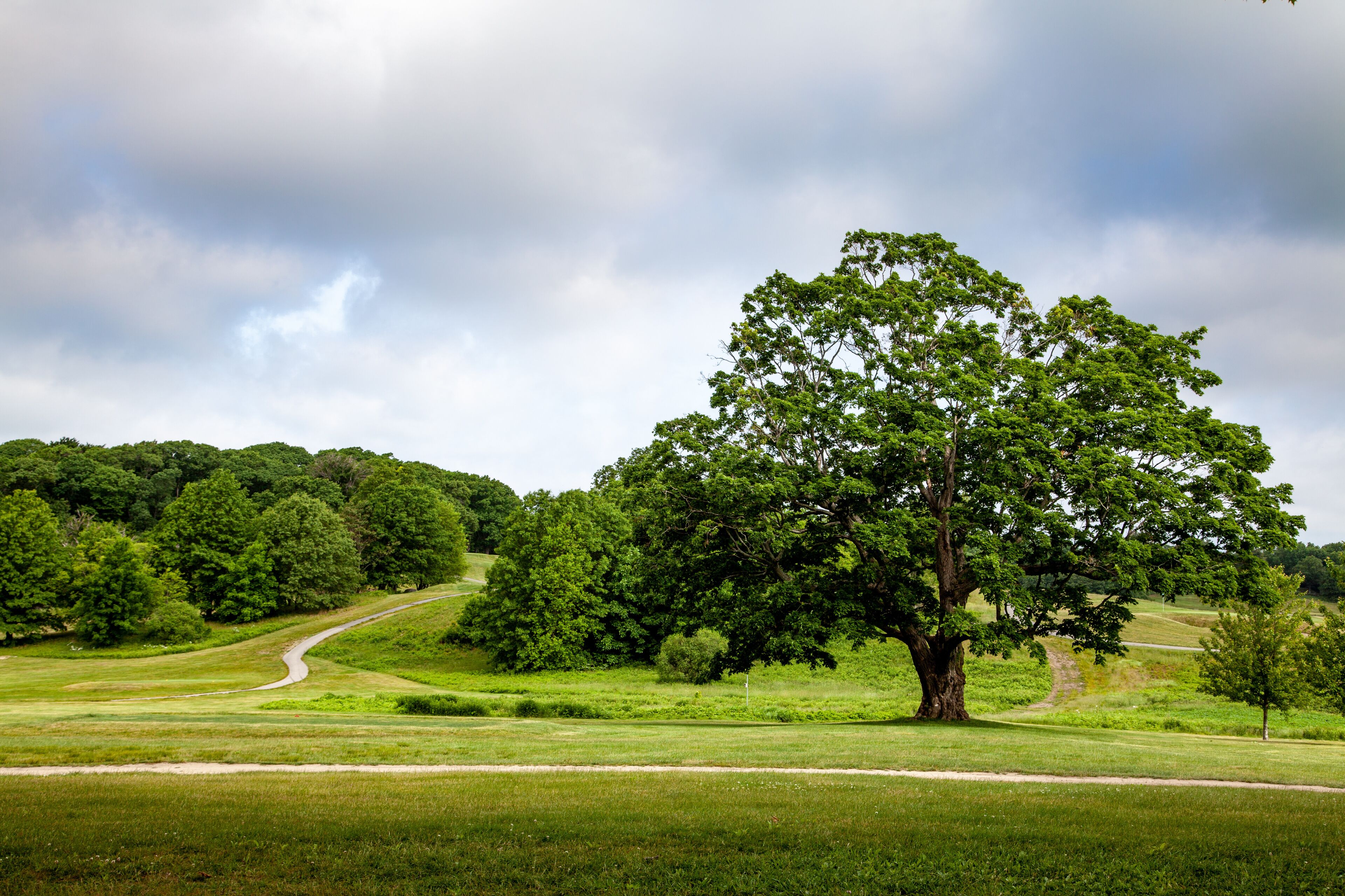 Mighty Tree in Franklin Park, Boston