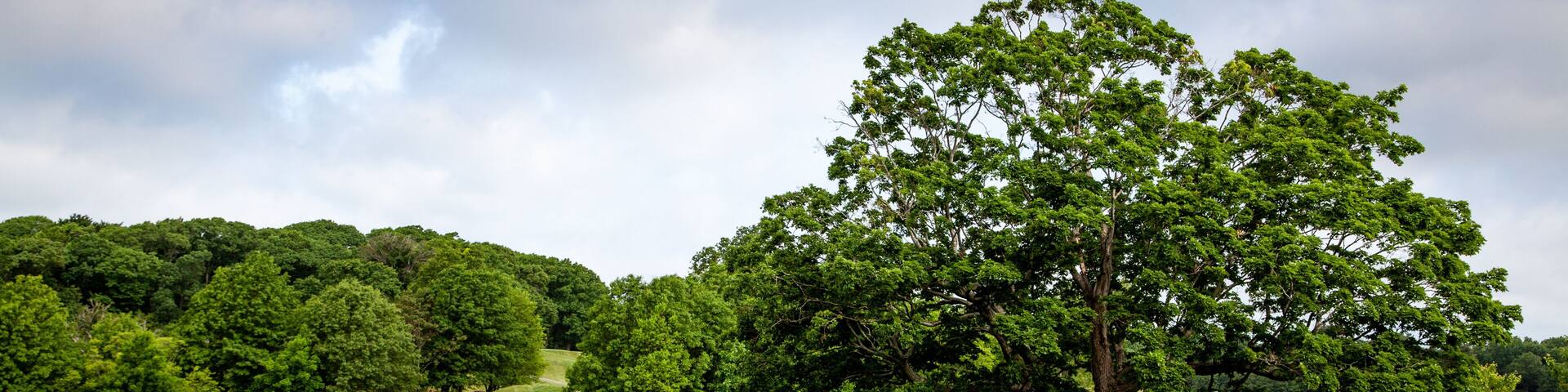 Mighty Tree in Franklin Park, Boston